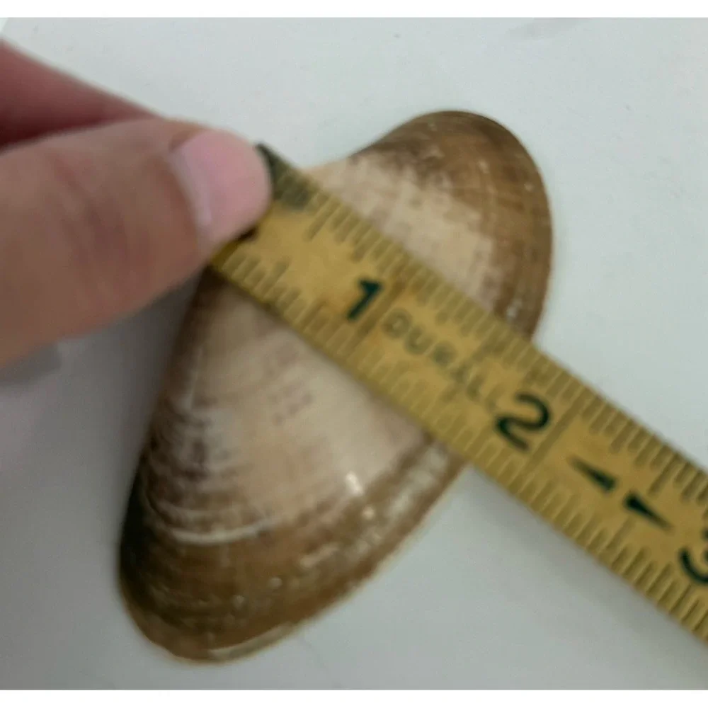 Coastal Citrus Pattern Clam Shell Jewelry  Dish Gold Trim Beach Nautical Decor